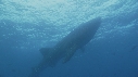 REQUIN BALEINE