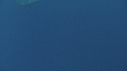 REQUIN BALEINE