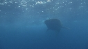 REQUIN BALEINE