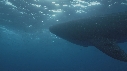 REQUIN BALEINE