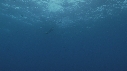 REQUIN BALEINE