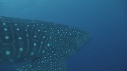 REQUIN BALEINE