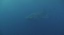 REQUIN BALEINE