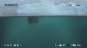 PHOQUE LEOPARD, ICEBERG