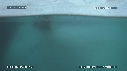 PHOQUE LEOPARD, ICEBERG