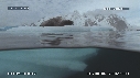 PHOQUE LEOPARD, ICEBERG