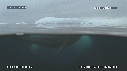 PHOQUE LEOPARD, ICEBERG
