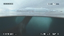 PHOQUE LEOPARD, ICEBERG