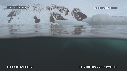 PHOQUE LEOPARD, ICEBERG
