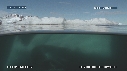 PHOQUE LEOPARD, ICEBERG