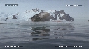 PHOQUE LEOPARD, ICEBERG