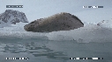 PHOQUE LEOPARD, ICEBERG