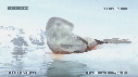 PHOQUE LEOPARD, ICEBERG