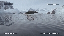 PHOQUE LEOPARD, ICEBERG