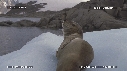 PHOQUE LEOPARD, ICEBERG
