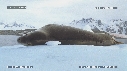PHOQUE LEOPARD, ICEBERG