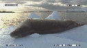 PHOQUE LEOPARD, ICEBERG