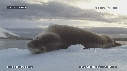 PHOQUE LEOPARD, ICEBERG