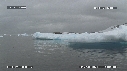 PHOQUE LEOPARD, ICEBERG