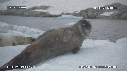 PHOQUE LEOPARD, ICEBERG