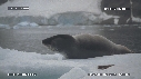 PHOQUE LEOPARD, ICEBERG
