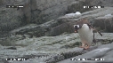 MANCHOTS PAPOUS