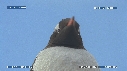 MANCHOTS PAPOUS