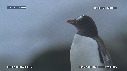MANCHOTS PAPOUS, COLONIE