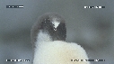 MANCHOTS PAPOUS, COLONIE