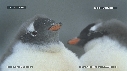 MANCHOTS PAPOUS, COLONIE
