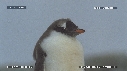 MANCHOTS PAPOUS, COLONIE