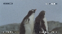 MANCHOTS PAPOUS, COLONIE