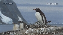 MANCHOTS PAPOUS, COLONIE