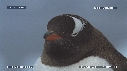 MANCHOTS PAPOUS, COLONIE