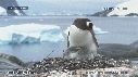 MANCHOTS PAPOUS, COLONIE