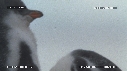 MANCHOTS PAPOUS, COLONIE