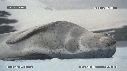 PHOQUE LEOPARD, ICEBERG