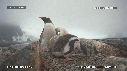 MANCHOTS PAPOUS, COLONIE