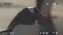 MANCHOTS PAPOUS