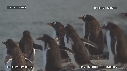 MANCHOTS PAPOUS