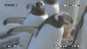MANCHOTS PAPOUS