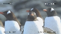 MANCHOTS PAPOUS