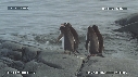 MANCHOTS PAPOUS