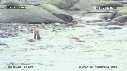 MANCHOTS PAPOUS