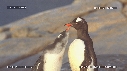 MANCHOTS PAPOUS