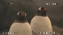 MANCHOTS PAPOUS