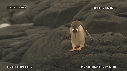 MANCHOTS PAPOUS
