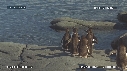 MANCHOTS PAPOUS