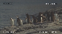 MANCHOTS PAPOUS, MANCHOT JUGULAIRE