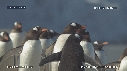 MANCHOTS PAPOUS